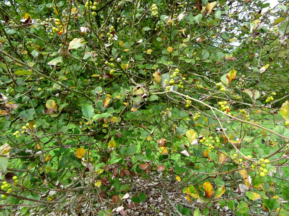 Fruits et feuilles de l'Alisier blanc, Sorbus aria, Rosacé… 