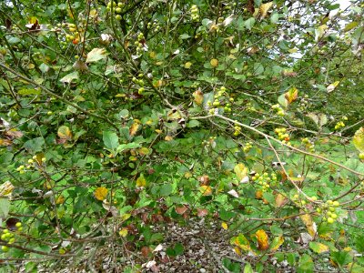 Fruits et feuilles de l'Alisier blanc, Sorbus aria, Rosacé… 