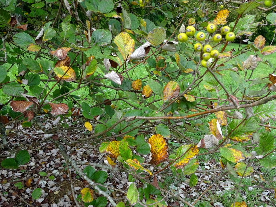 Fruits et feuilles de l'Alisier blanc, Sorbus aria, Rosacé… 