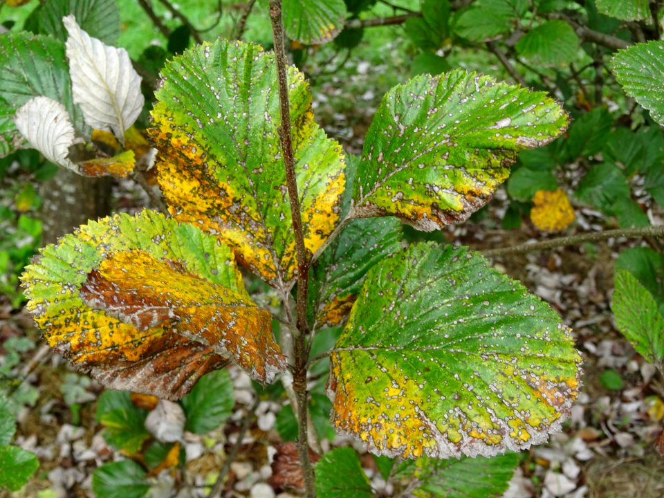 Feuilles de l'Alisier blanc, Sorbus aria, Rosacées, Arbore… 
