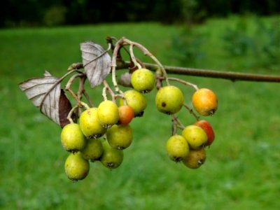 Fruits et feuilles brunes de l'Alisier blanc, Sorbus aria,… 