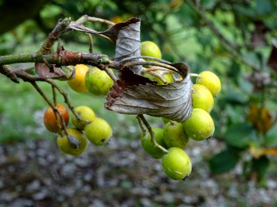 Fruits et feuilles brunes de l'Alisier blanc, Sorbus aria,… 