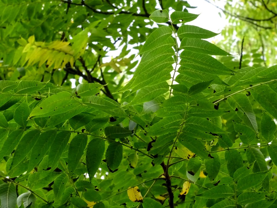 Feuilles du Noyer noir, Juglans nigra, Juglandacées, Arbor… 