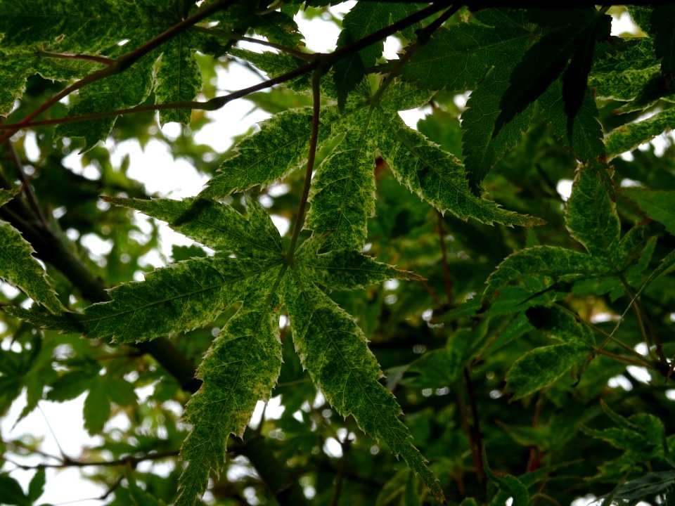 Erable du Japon 'Beni Tsukasa', Acer palmatum 'Beni Tsukas… 
