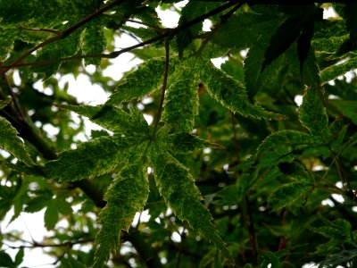 Erable du Japon 'Beni Tsukasa', Acer palmatum 'Beni Tsukas… 