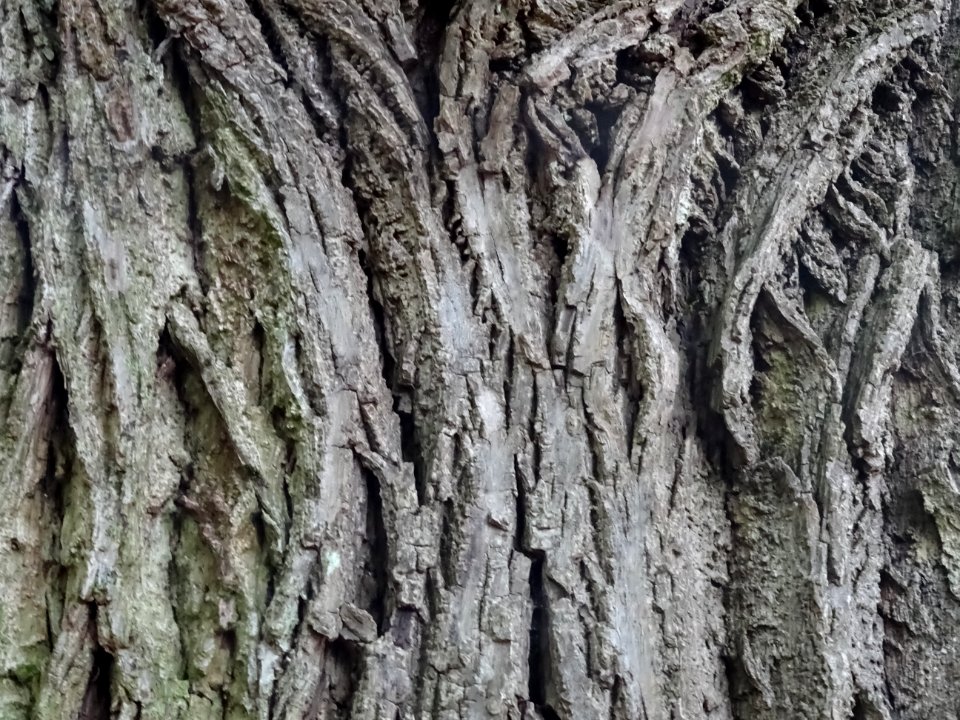 Ecorce du Noyer noir, Juglans nigra, Juglandacées, Arboret… 