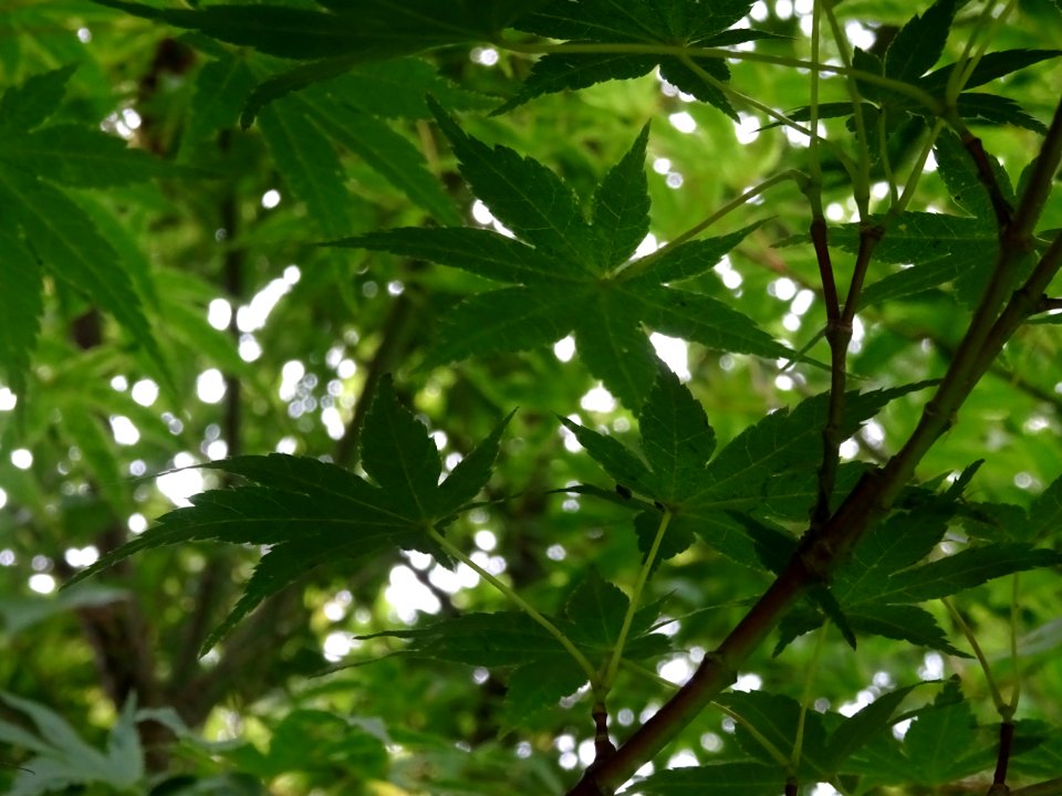 Erable du Japon 'Beni Tsukasa', Acer palmatum 'Beni Tsukas… 
