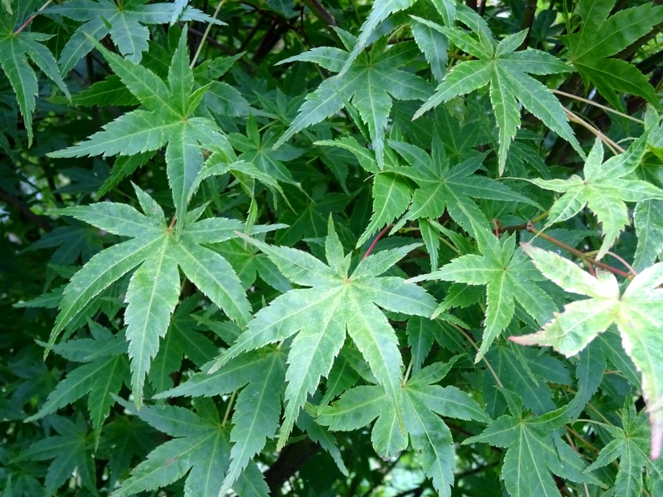 Erable du Japon 'Beni Tsukasa', Acer palmatum 'Beni Tsukas… 