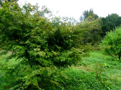 Erable du Japon 'Beni Tsukasa', Acer palmatum 'Beni Tsukas… 