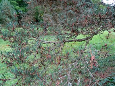 Pin d'Ecosse, Pinus silvestris var. scotica, Pinacées, Arb… 