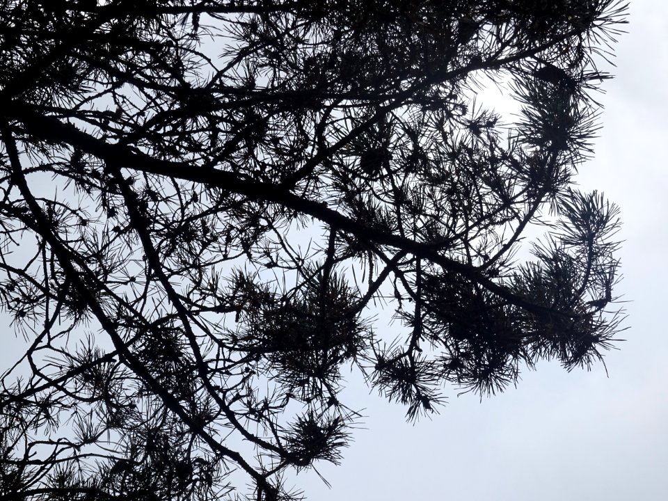Pin d'Ecosse, Pinus silvestris var. scotica, Pinacées, Arb… 