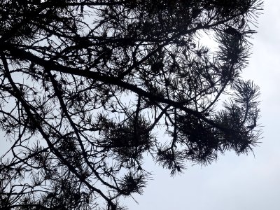 Pin d'Ecosse, Pinus silvestris var. scotica, Pinacées, Arb… 