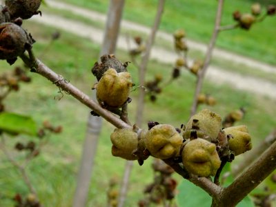 Noisetier de sorcière 'Westerstede', Hamamelis x intermedi… 
