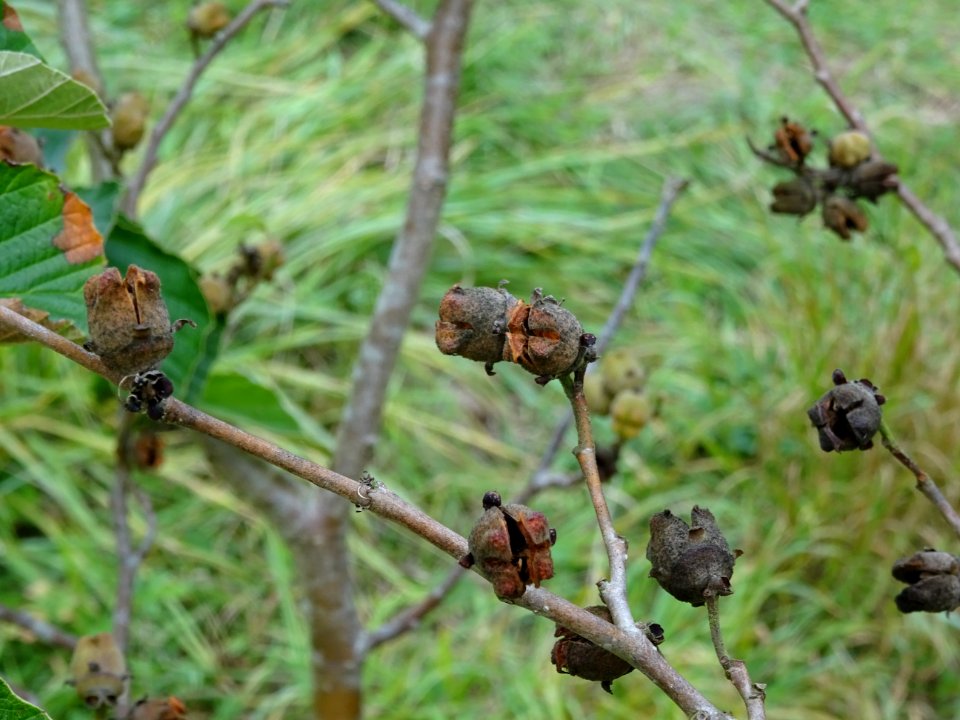 Noisetier de sorcière 'Westerstede', Hamamelis x intermedi… 