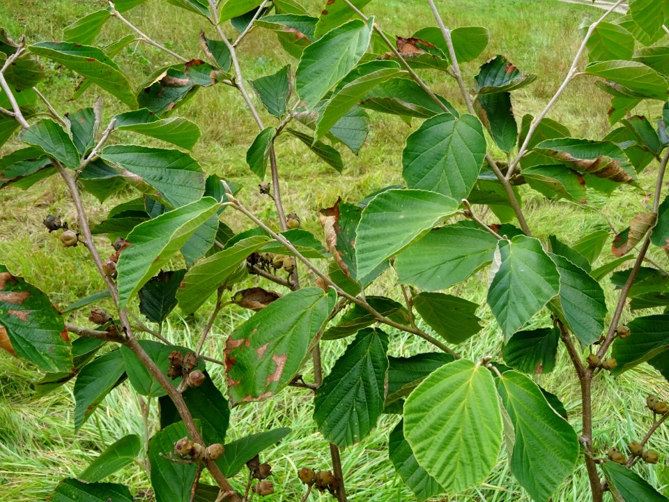Noisetier de sorcière 'Westerstede', Hamamelis x intermedi… 