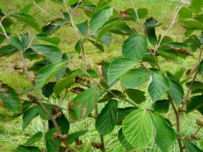 Noisetier de sorcière 'Westerstede', Hamamelis x intermedi… 