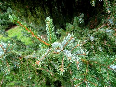 Epicéa de Serbie, Picea omorika, Pinacées, Arboretum de Ch… 