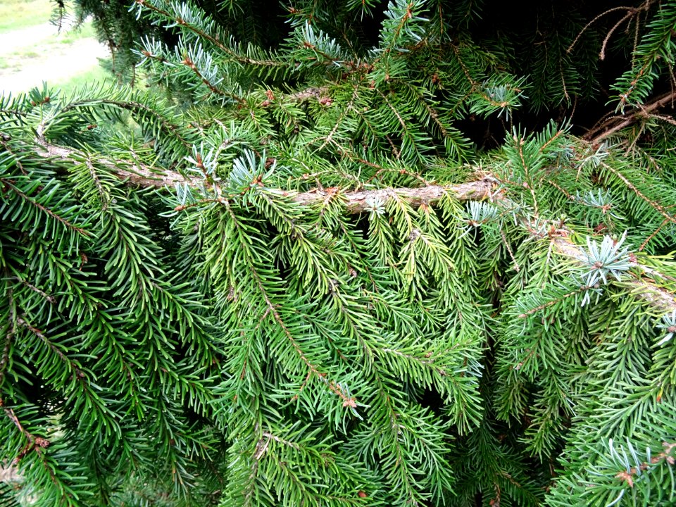 Epicéa de Serbie, Picea omorika, Pinacées, Arboretum de Ch… 