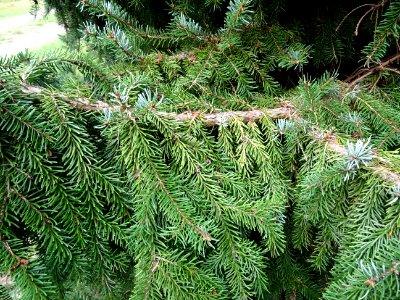 Epicéa de Serbie, Picea omorika, Pinacées, Arboretum de Ch… 