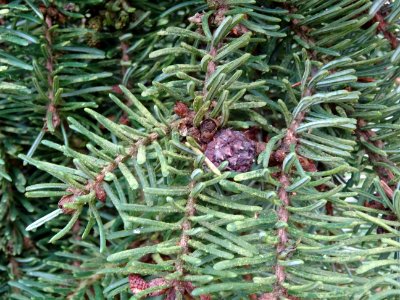 Epicéa de Serbie, Picea omorika, Pinacées, Arboretum de Ch… 
