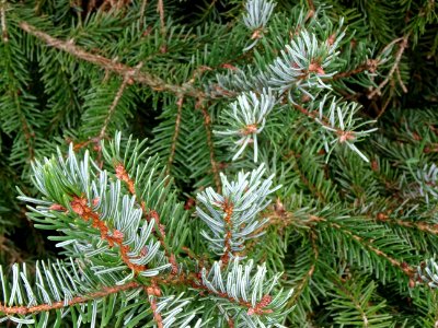 Epicéa de Serbie, Picea omorika, Pinacées, Arboretum de Ch… 
