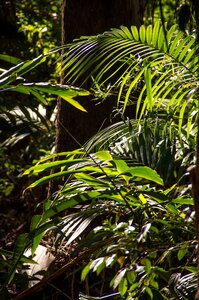 Queensland palms green photo
