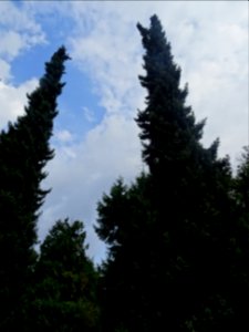 Epicéa de Serbie, Picea omorika, Pinacées, Arboretum de Ch… 