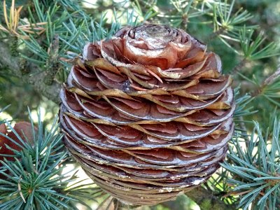 Cône femelle du Cèdre du Liban, Cedrus libani, Pinacées, A… 