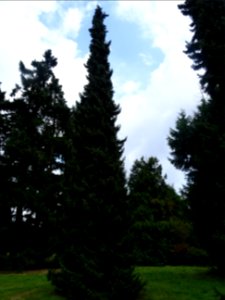 Epicéa de Serbie, Picea omorika, Pinacées, Arboretum de Ch… 