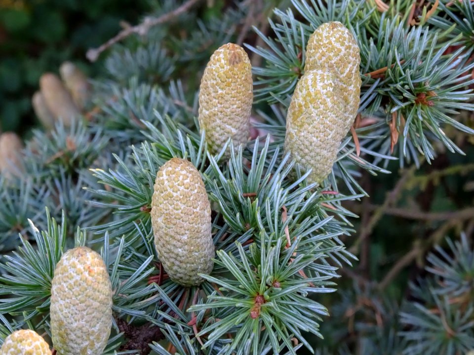 Cônes mâles du Cèdre du Liban, Cedrus libani, Pinacées, Ar… 