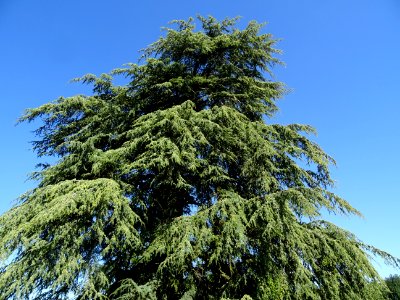 Cèdre du Liban, Cedrus libani, Pinacées, Arboretum de Chèv… 
