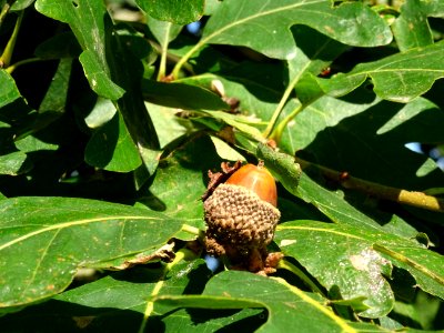 Gland du Chêne du Caucase, Quercus macranthera ssp syspire… 
