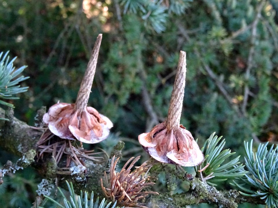 Cônes femelles désarticulés du Cèdre du Liban, Cedrus liba… 
