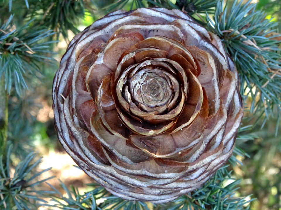 Cône femelle du Cèdre du Liban, Cedrus libani, Pinacées, A… 