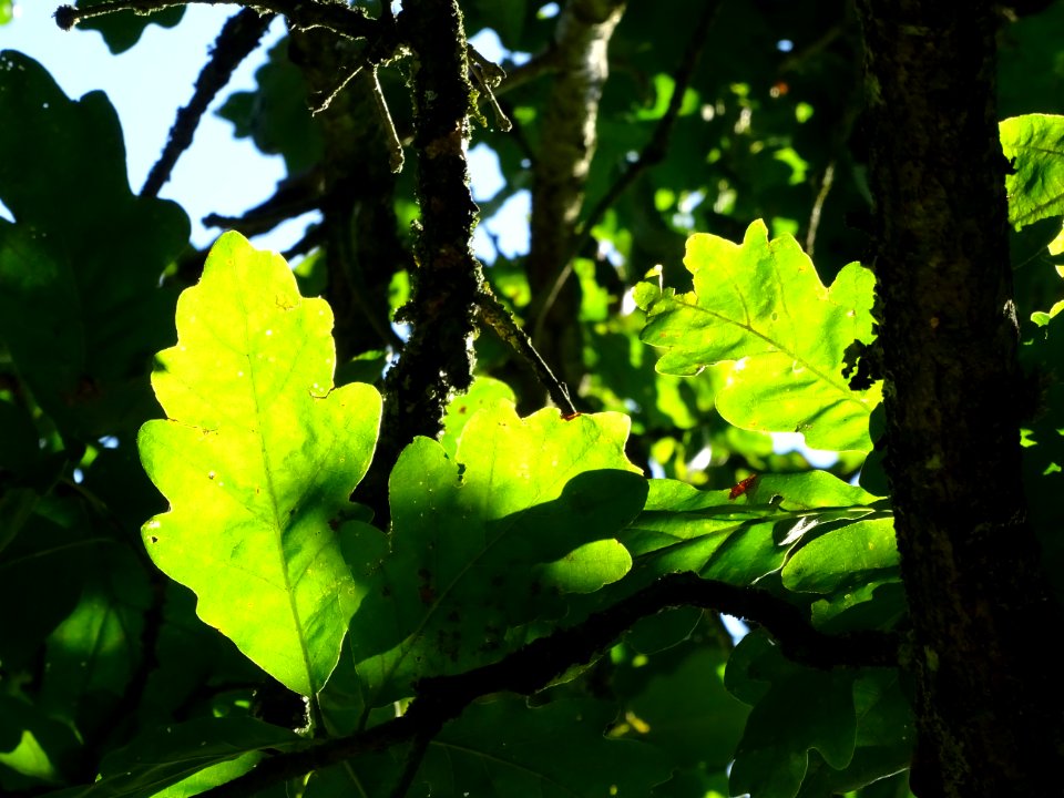 Chêne du Caucase, Quercus macranthera ssp syspirenris, Fag… 
