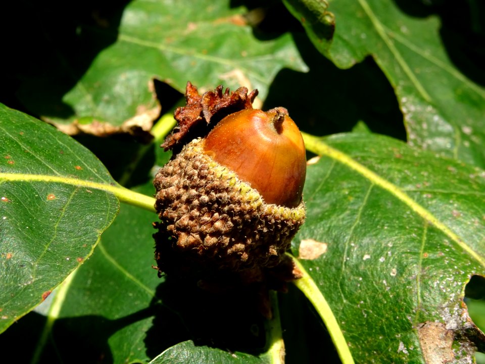 Gland du Chêne du Caucase, Quercus macranthera ssp syspire… 