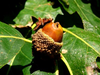 Gland du Chêne du Caucase, Quercus macranthera ssp syspire… 