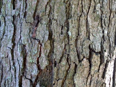 Ecorce du Chêne du Caucase, Quercus macranthera ssp syspir… 