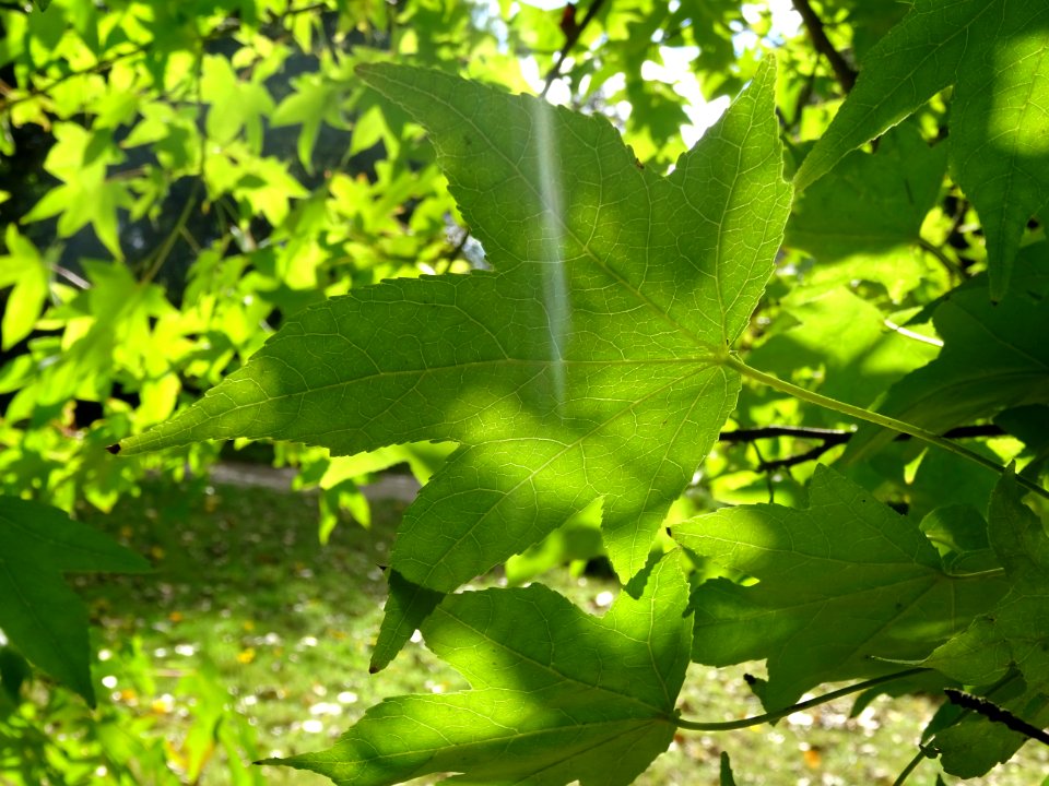 Liquidambar ou Copalme d'Amérique, Liquidambar styraciflua… 