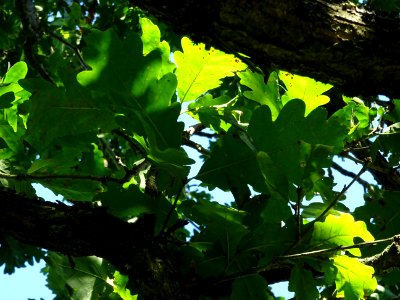 Chêne du Caucase, Quercus macranthera ssp syspirenris, Fag… 
