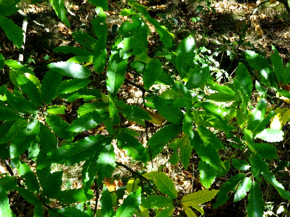Chêne à feuille de chataîgnier, Quercus castaneifolia, Fag… 