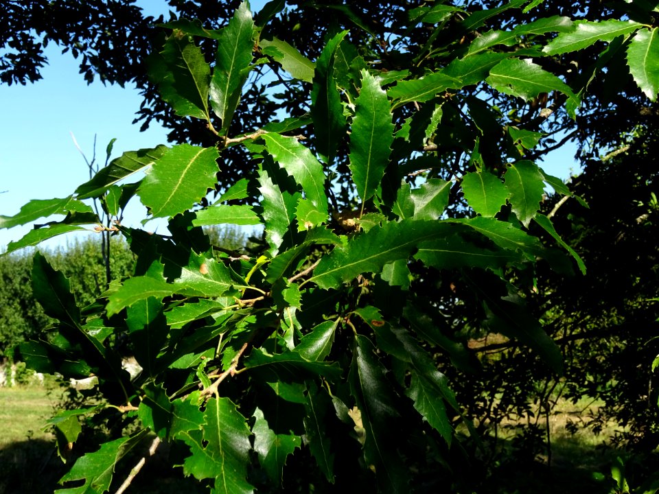 Chêne à feuille de chataîgnier, Quercus castaneifolia, Fag… 