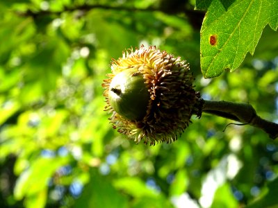 Gland du Chêne à feuille de chataîgnier, Quercus castaneif… 