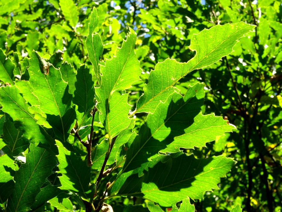 Chêne à feuille de chataîgnier, Quercus castaneifolia, Fag… 