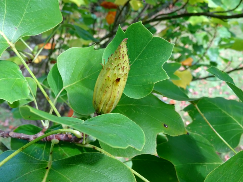 Tulipier de Virginie fastigié, Liriodendron tulipifera 'Fa… 