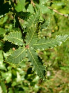 Chêne du Liban, Quercus libani, Fagacées, Arboretum de Chè… 