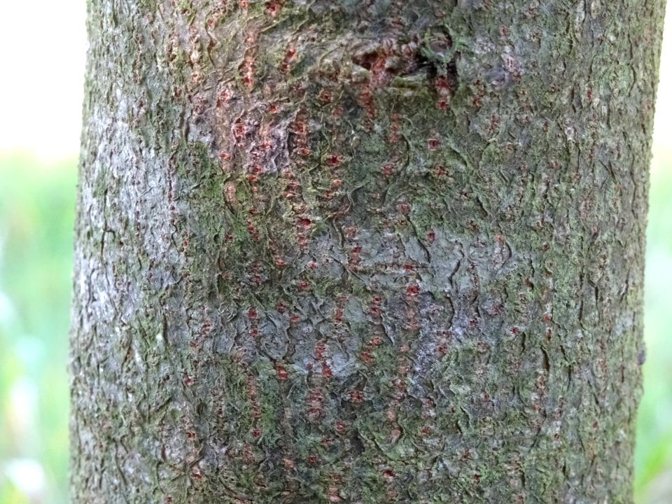 Ecorce du Chêne du Liban, Quercus libani, Fagacées, Arbore… 