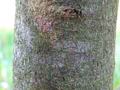 Ecorce du Chêne du Liban, Quercus libani, Fagacées, Arbore… 