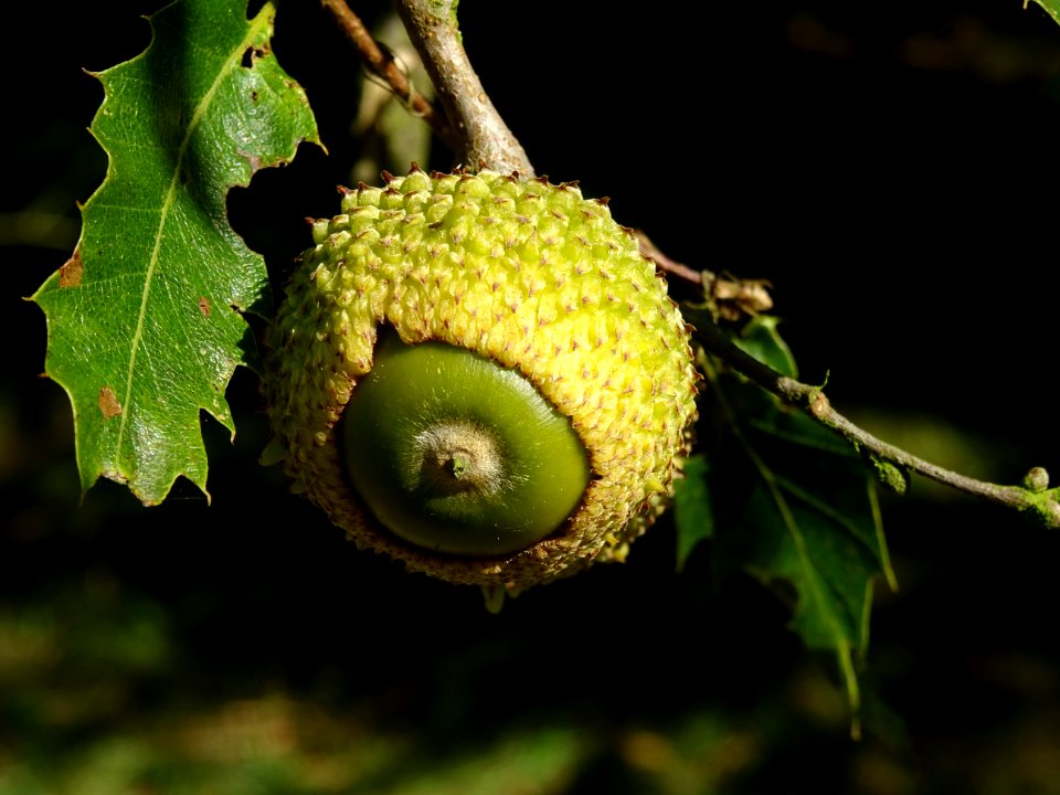 Gland du Chêne du Liban, Quercus libani, Fagacées, Arboret… 