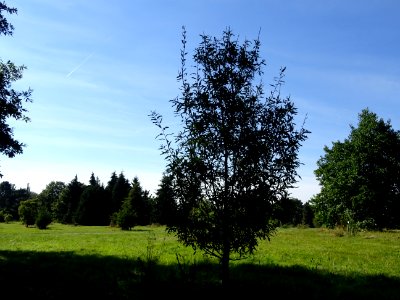 Chêne du Liban, Quercus libani, Fagacées, Arboretum de Chè… 